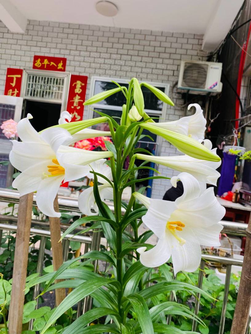生活手记记录真实生活摄影摄影摄影 檐下的白月光梅雨初歇，檐角的水珠还在往下滴，风