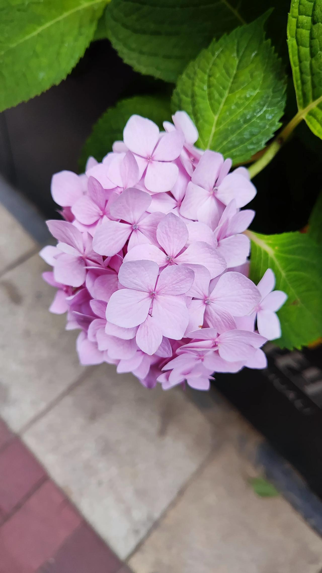 #今日夏至# 
夏至已至，一年也已过半，时光荏苒，不觉想起范成大的一句诗“连雨不
