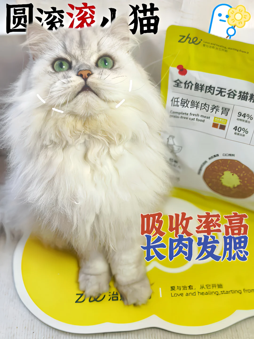 🫧告别选粮焦虑|轻松征服挑嘴小猫