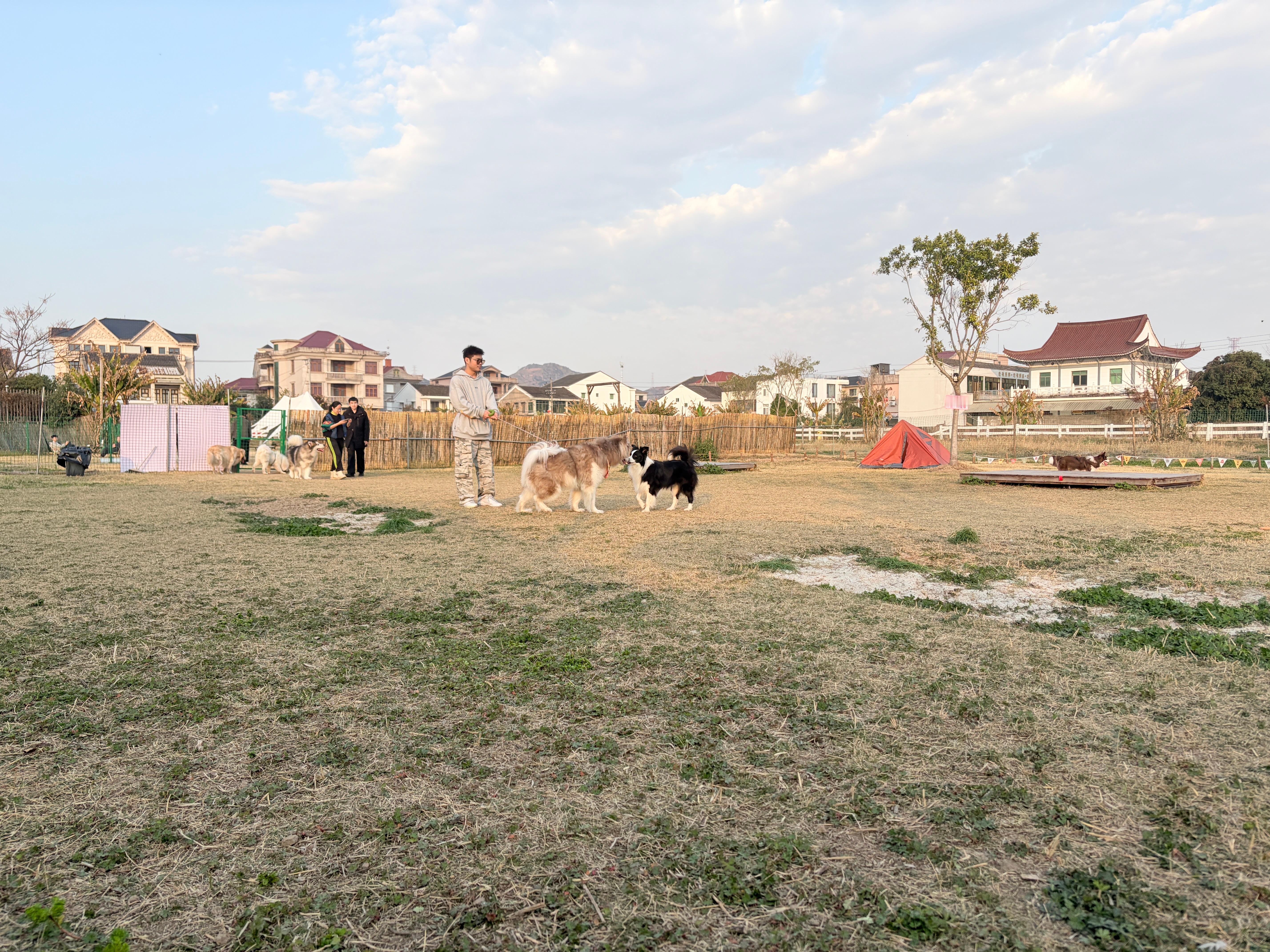 下午带着各种和小狗社交 