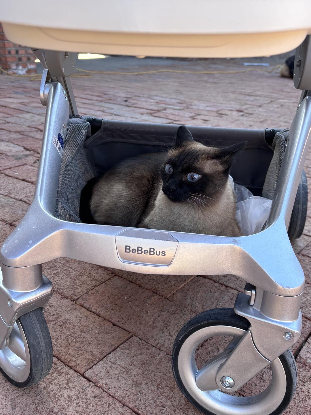 一只喜欢坐婴儿车的猫