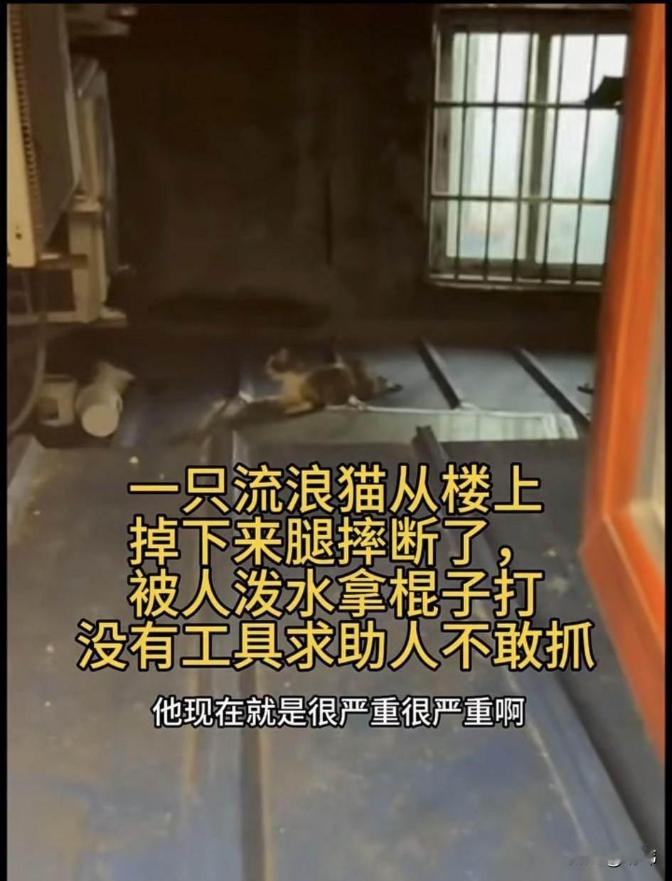 太可怜了！这天夜里一位小姐姐看到一只流浪猫从楼上掉下来摔断了腿，剧烈的疼痛使小猫