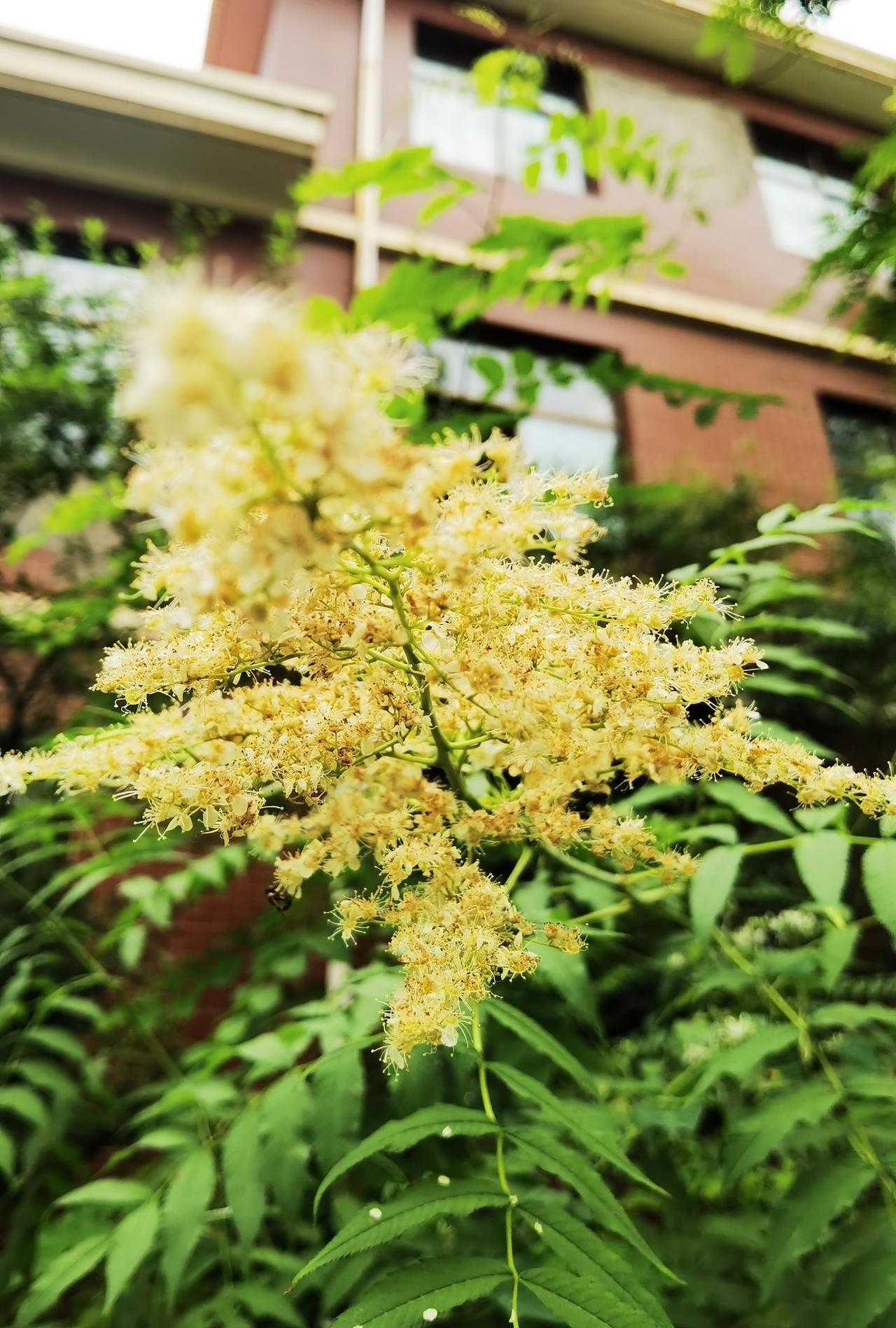路上碰到一植物
金黄花朵惊艳我
我却不识这植物
哪个君子认识它
请来帮忙说学名