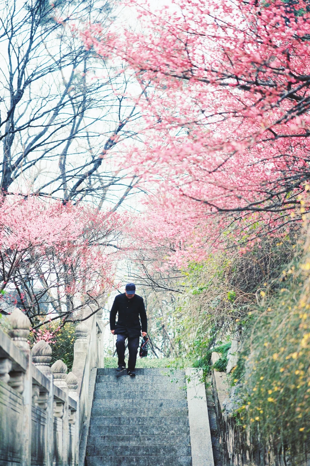 属于嘉兴的初春“顶流”