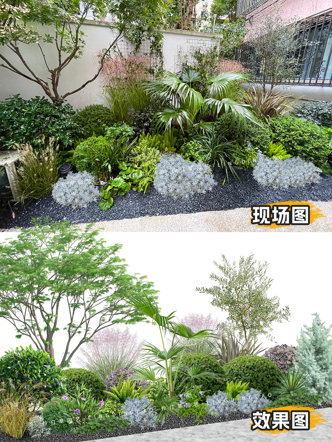 🌳宝藏级～庭院花境低维护植物搭配！