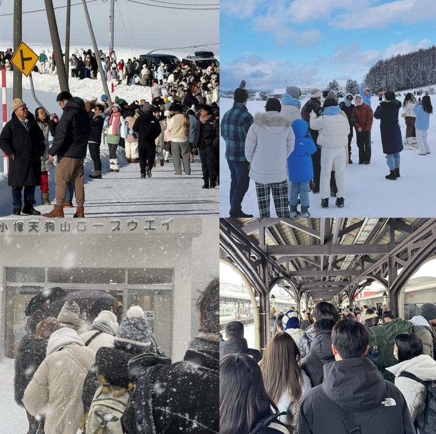 日本北海道又一超级网红打卡点...被消失！只因游客太多扰民，当地人出狠招：全砍了