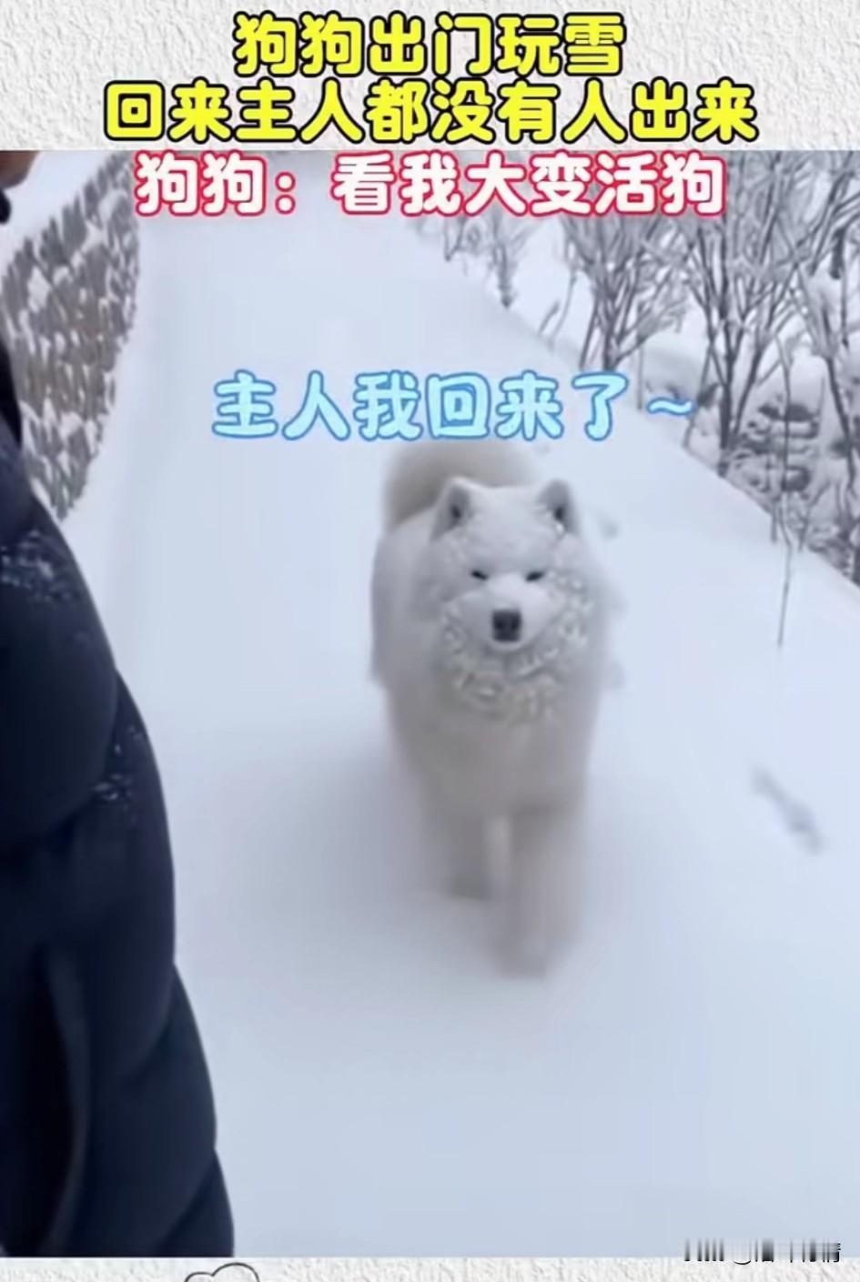 狗狗出去玩雪了，
等到傍晚的时候回来了，
结果全身都被白雪覆盖，
本以为是一条白