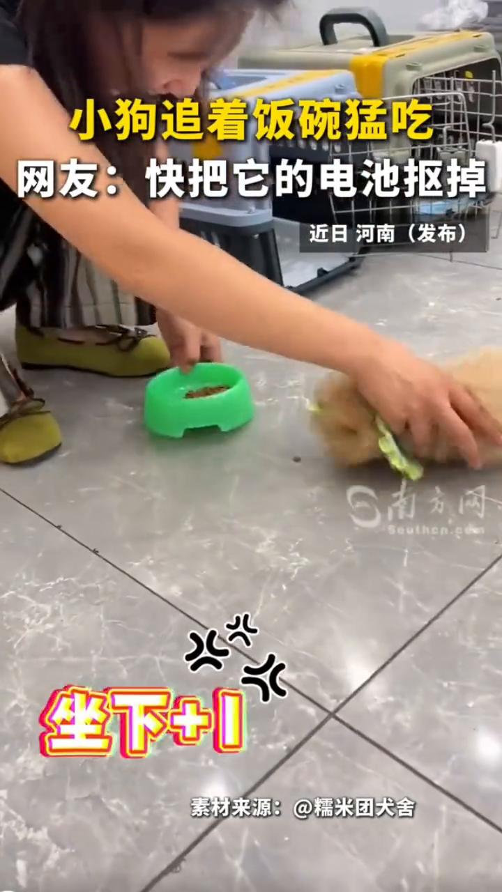 小狗追着饭碗猛吃。网友：快把它的电池抠掉。
近日河南(发布)，忍不住化身一条固执