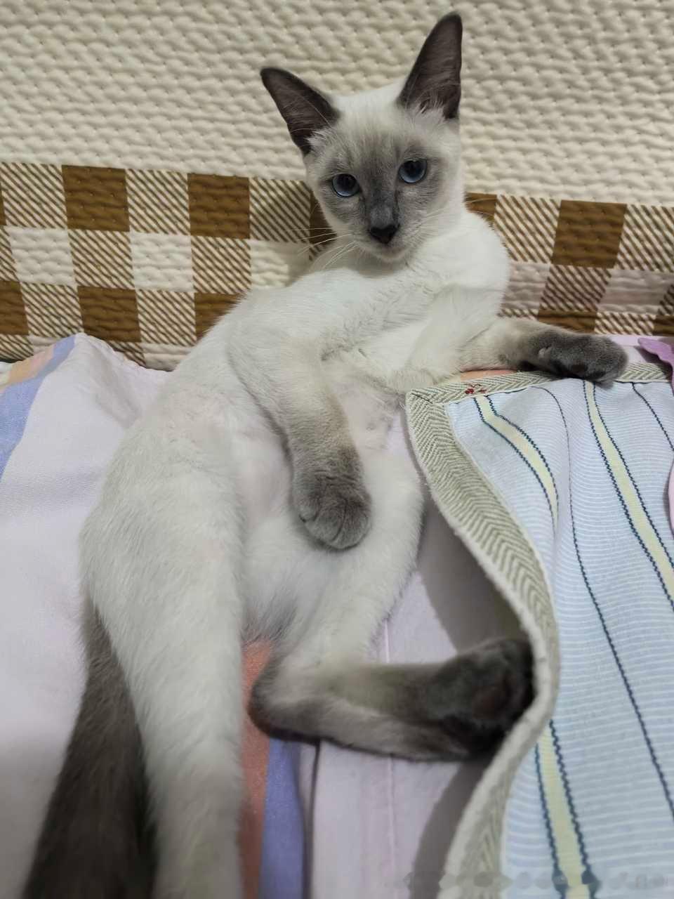 4113只黑脸小猫，哭唧尿嚎地往前走吧。埋了吧汰地往前走吧。水裆尿裤地往前走吧。