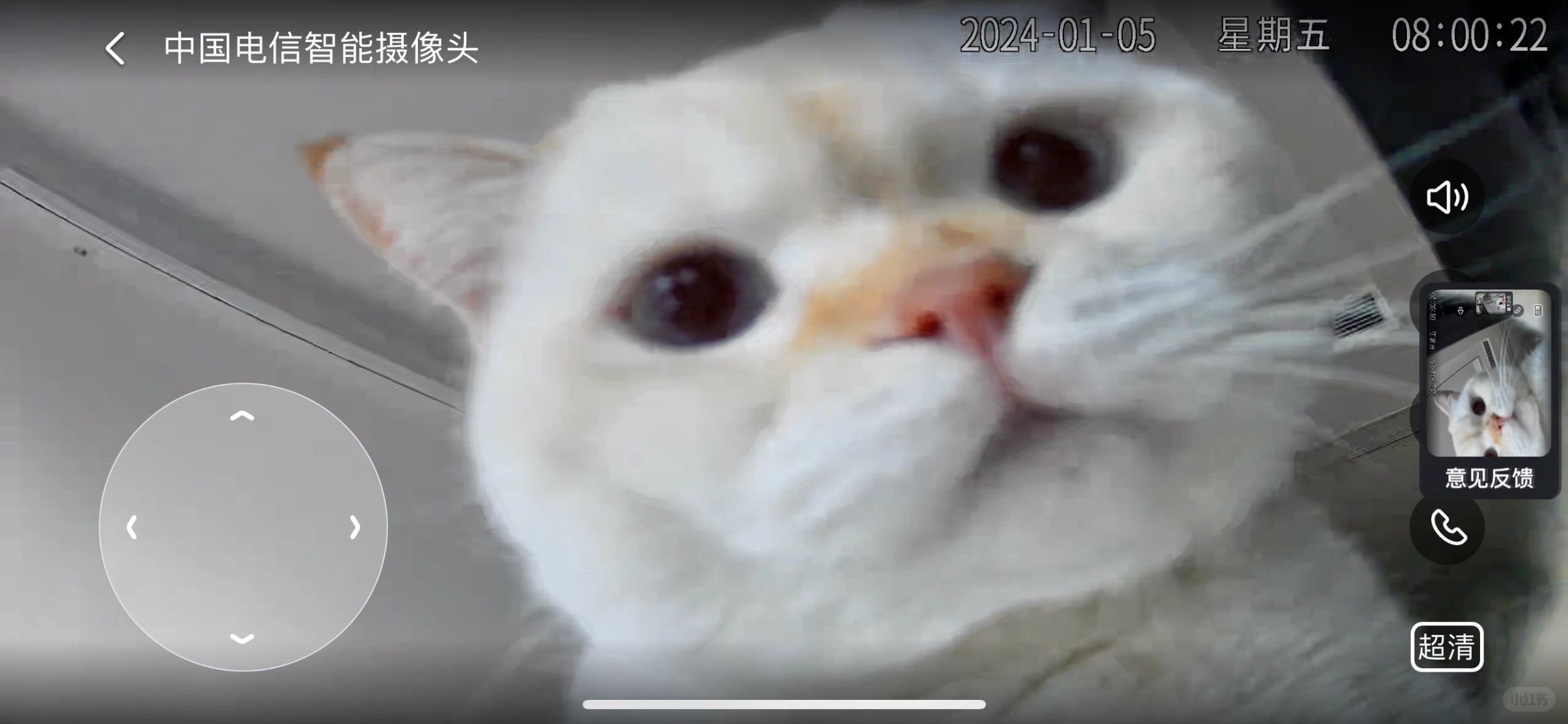 早呀 会看镜头的小猫猫