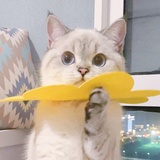 小奶猫爱看汽车