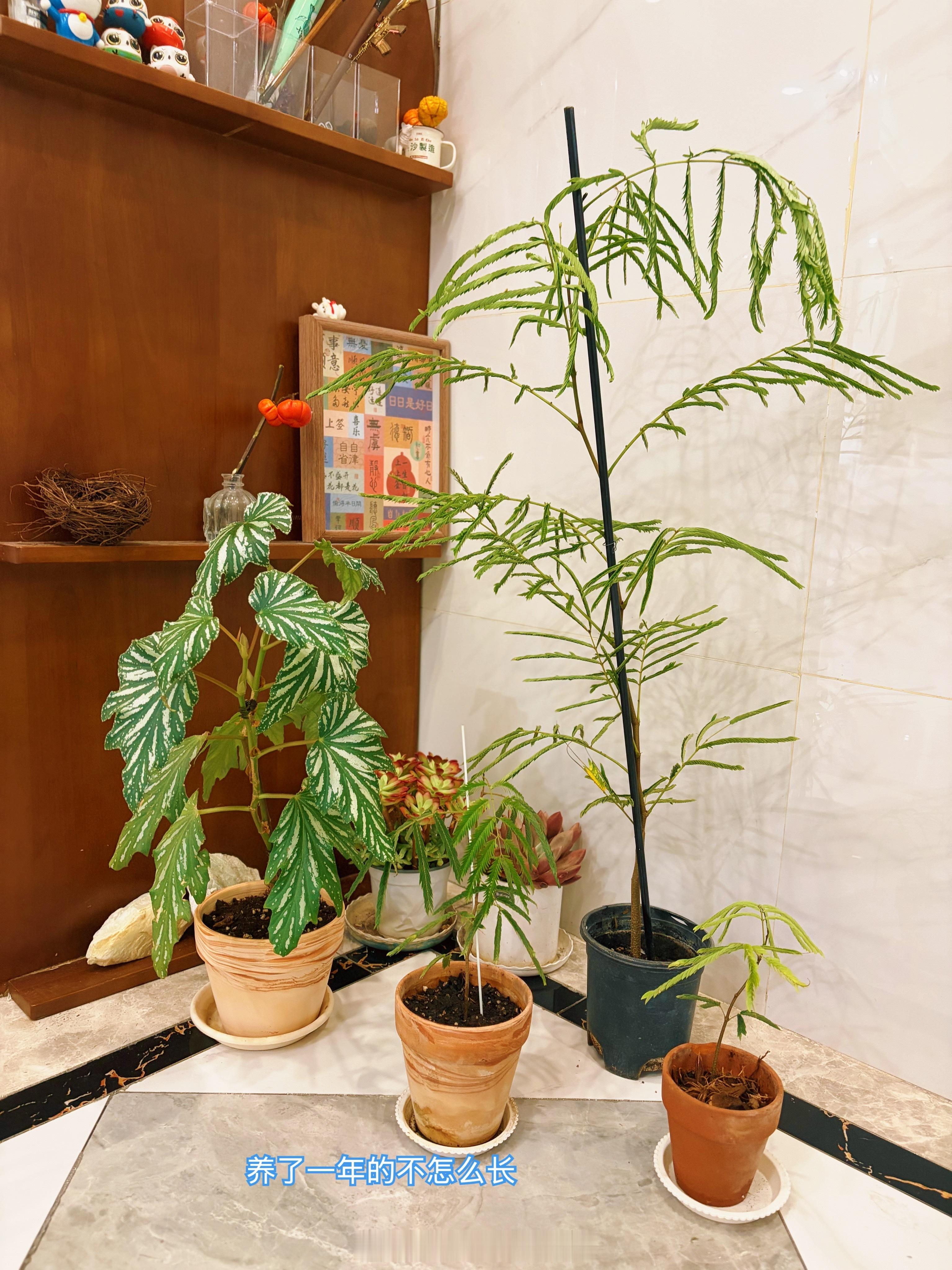 刚刚才到的大猴子，58大洋，真的好划算😀 ​​​