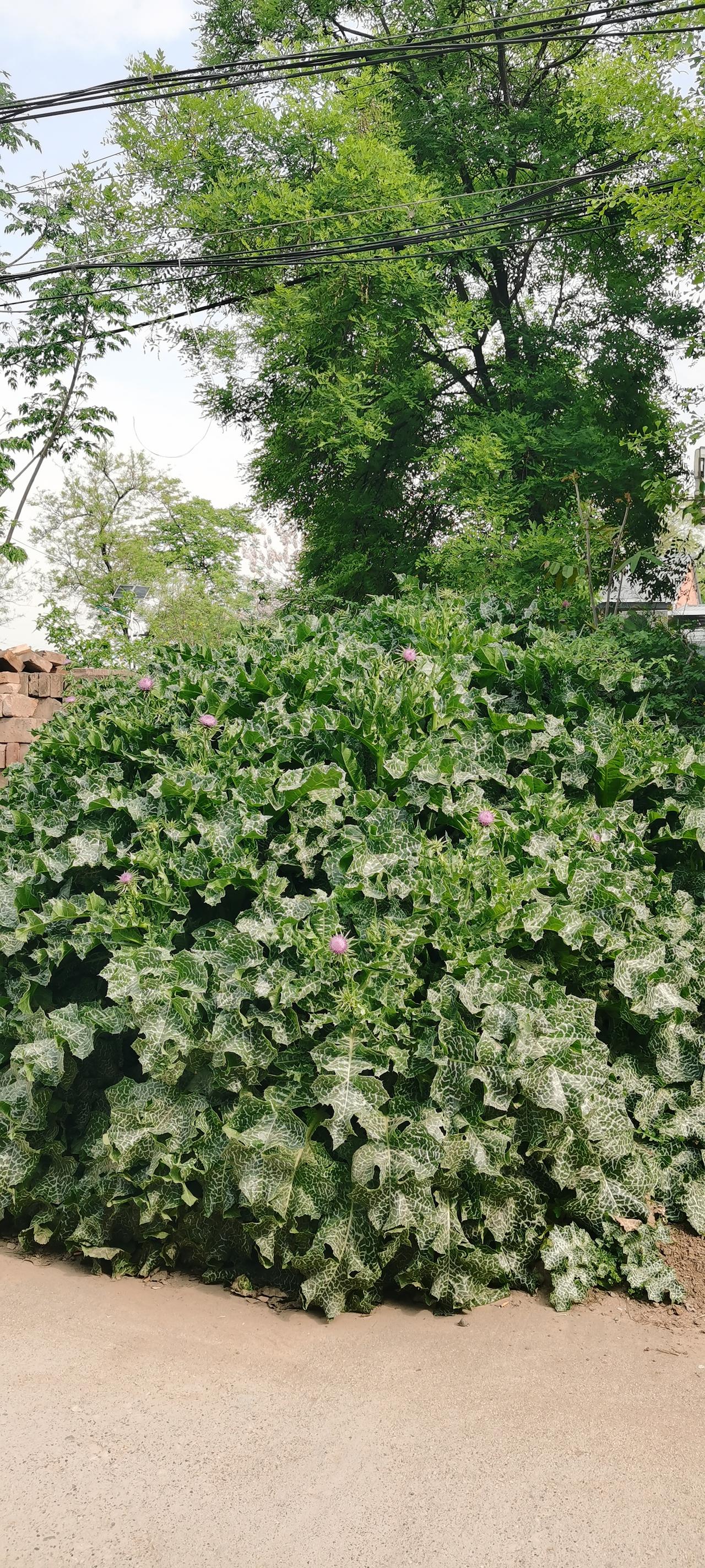 你能叫出它的名字吗？