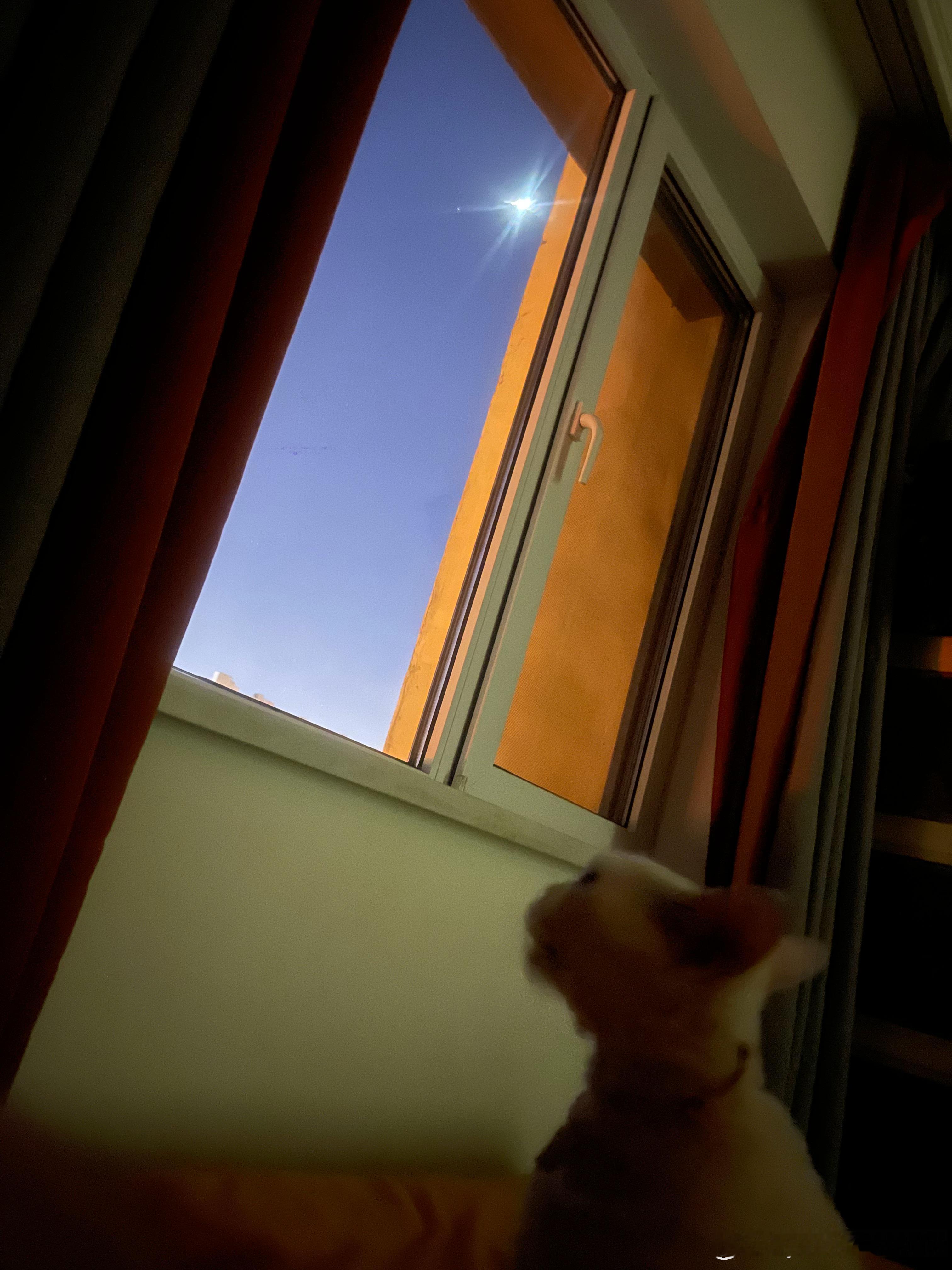 床前明月光儿小猫在卖单儿猫咪日常猫咪德文