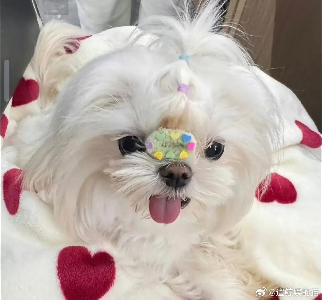 虽然马尔济斯这个品种很容易有泪痕。。。但是她俩是怎么做到每次发出来的都状态没那么