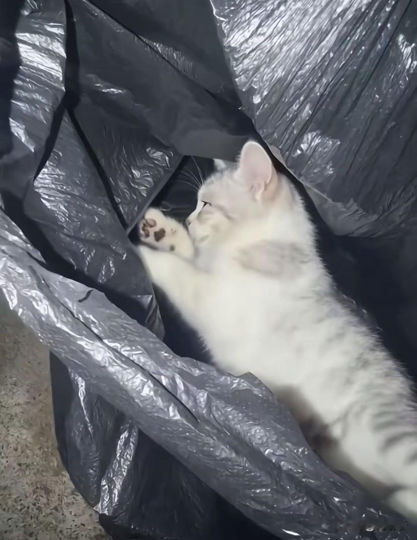 全员恶人！小猫被教官活生生摔死，手段过于残忍！ 

关于教官摔死猫的事件，这件事