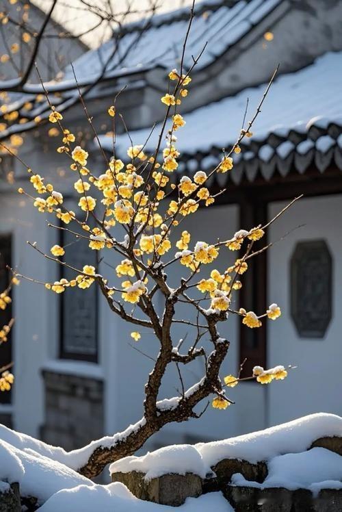 饱经风霜冰雪，不与百花争春，只留暗香疏影。