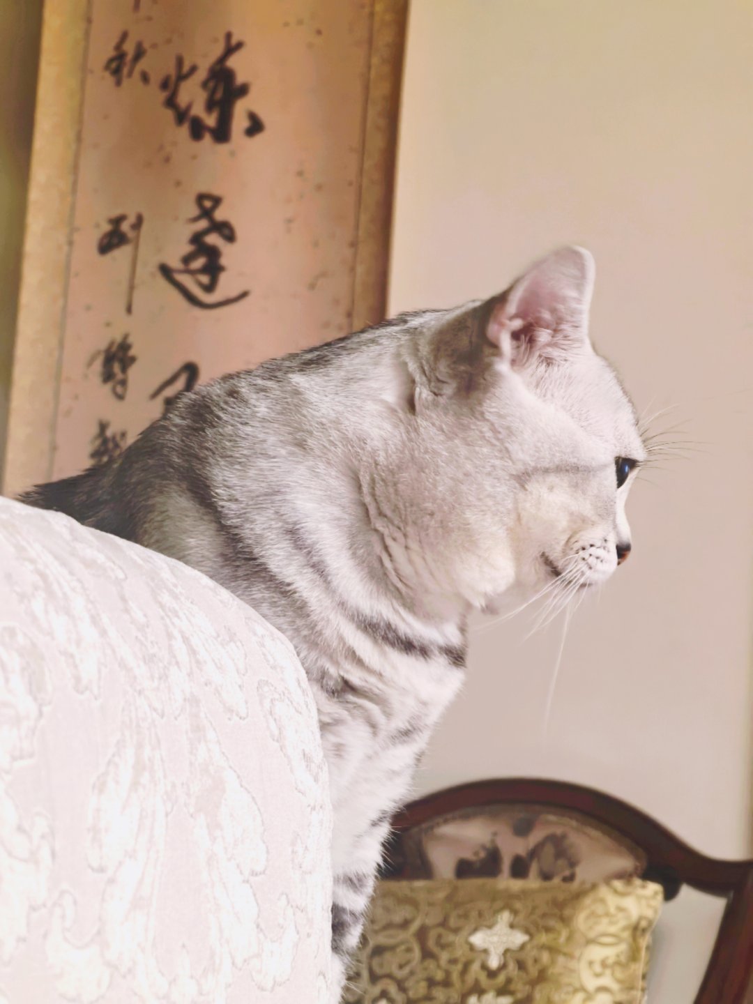 今晚的看球搭子猫孙小熊和孙小虎