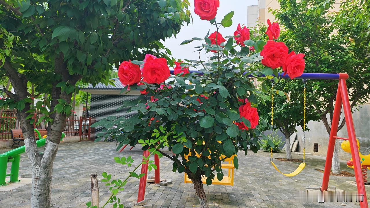 请友友对下联
上联：芳枝弄影珠帘外
下联：玉树开花小院中
      （本下联是