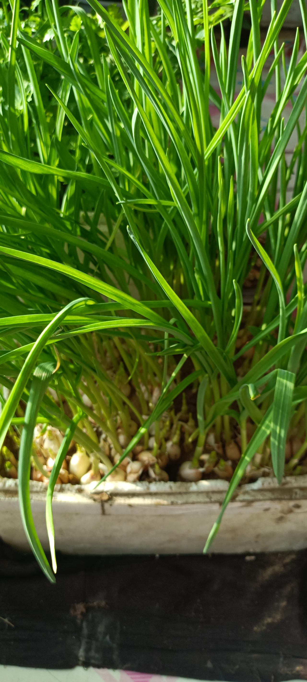 今天比较闲，来农村老家的邻居家溜达溜达！
虽然也是农村，是城郊，和山沟不一样！