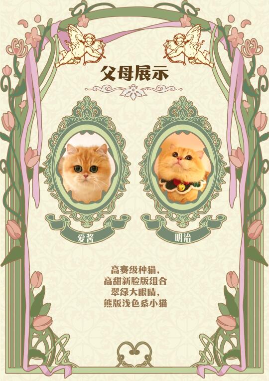 上海靠谱猫舍 | 预告📣超可爱小猫即将来袭