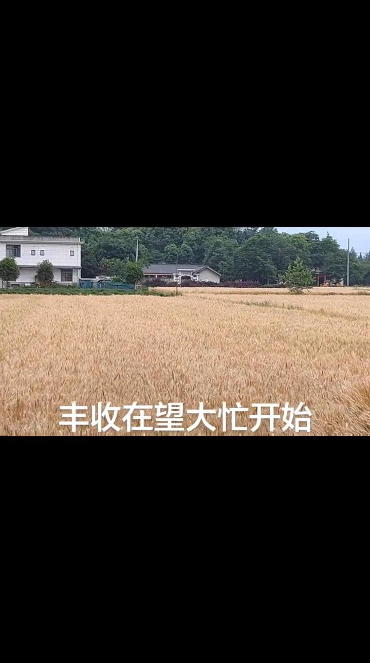 丰收在望，大忙开始。