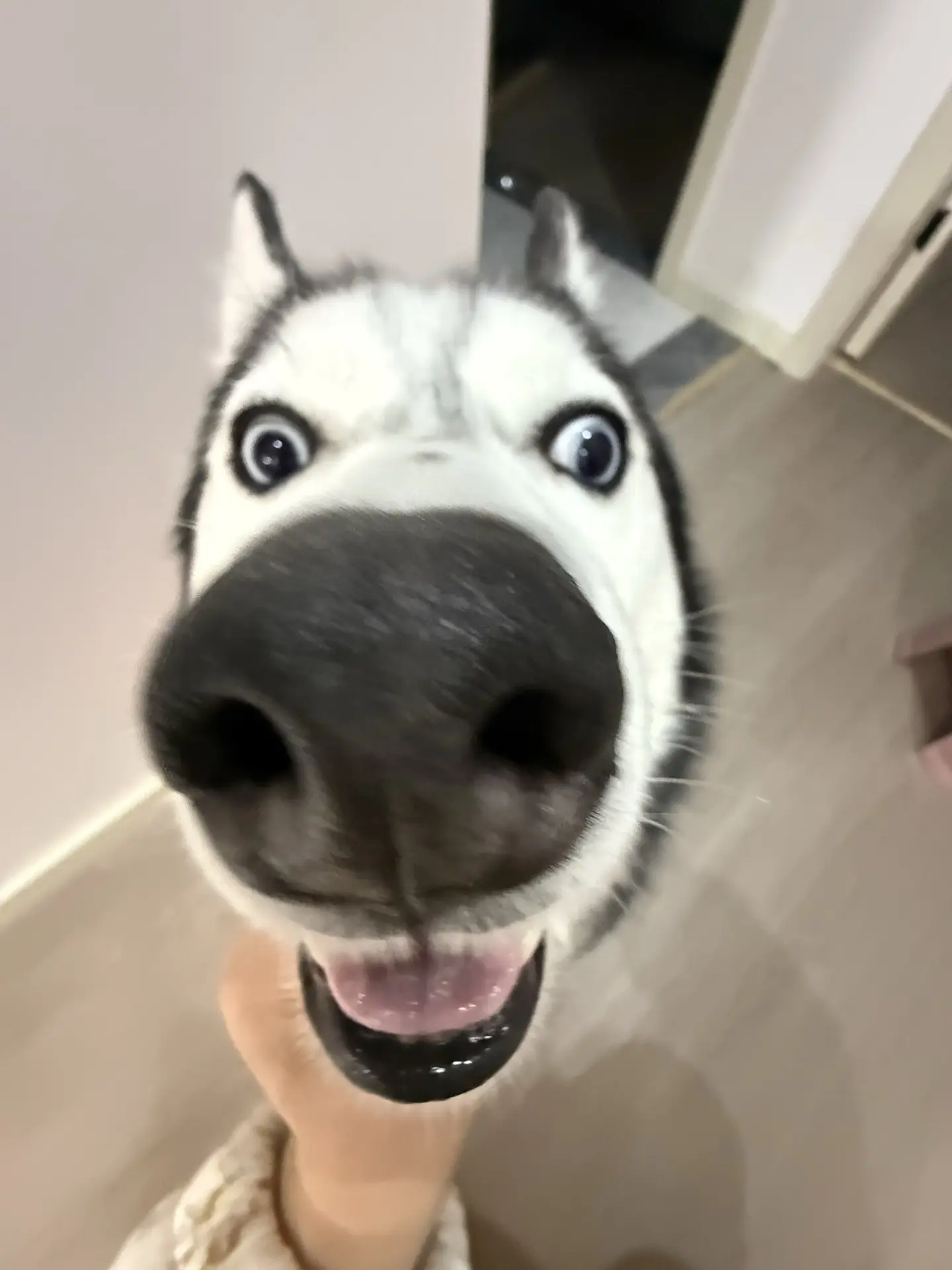 修狗！
