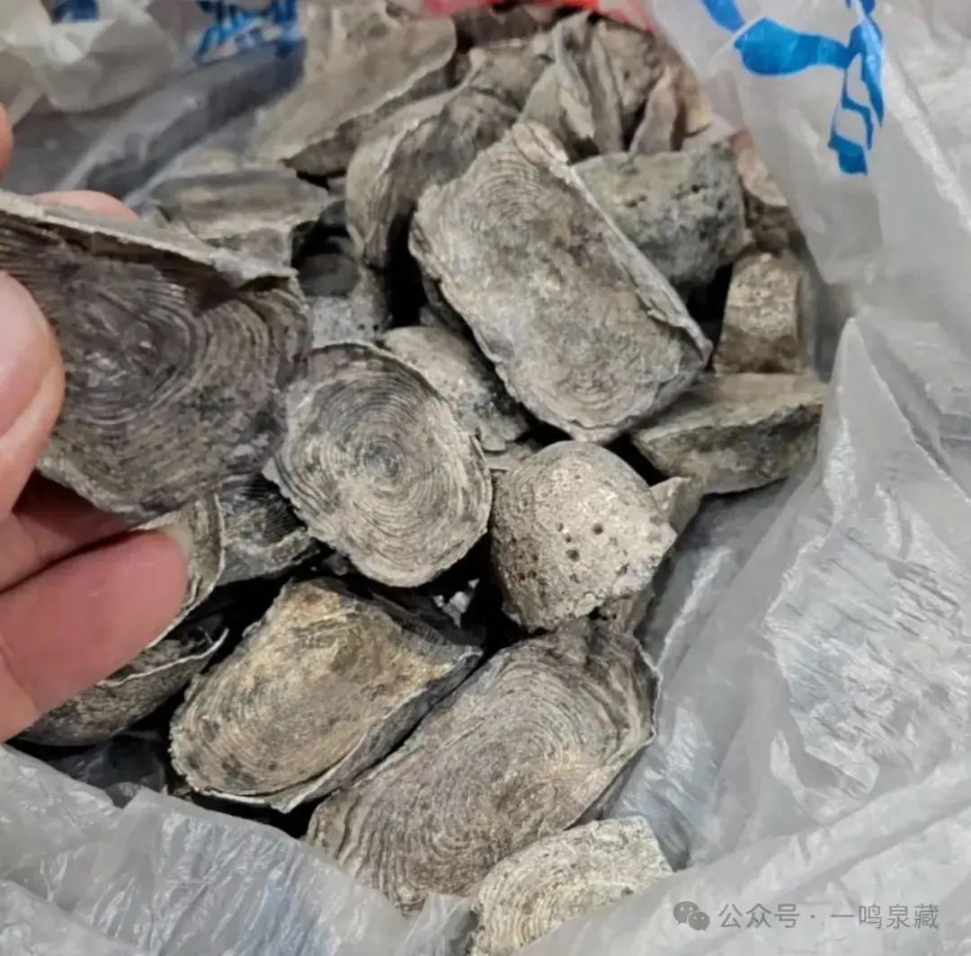 河南一钓鱼佬挖蚯蚓，竟挖出几十斤“素银锭”，碎元宝价值也不低 