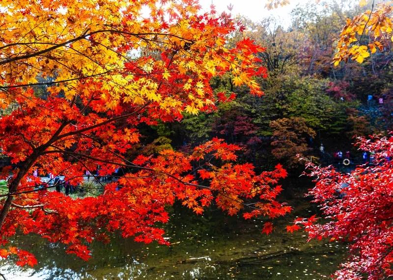 <贺新郎·林泉寄兴>
 
翠谷林如幕。正潺潺、溪流穿石，跳珠飞雾。
苔染苍岩添幽