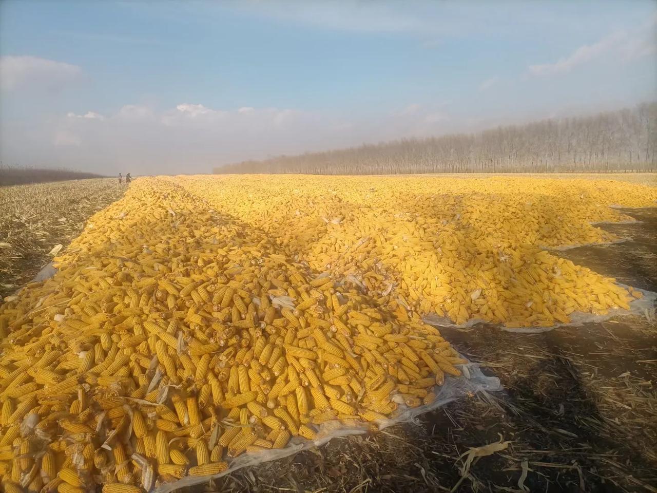 发没发现，出苦力的，多数都是朴实的善良的农民。祖祖代代背朝黄土面朝天的生活，使他