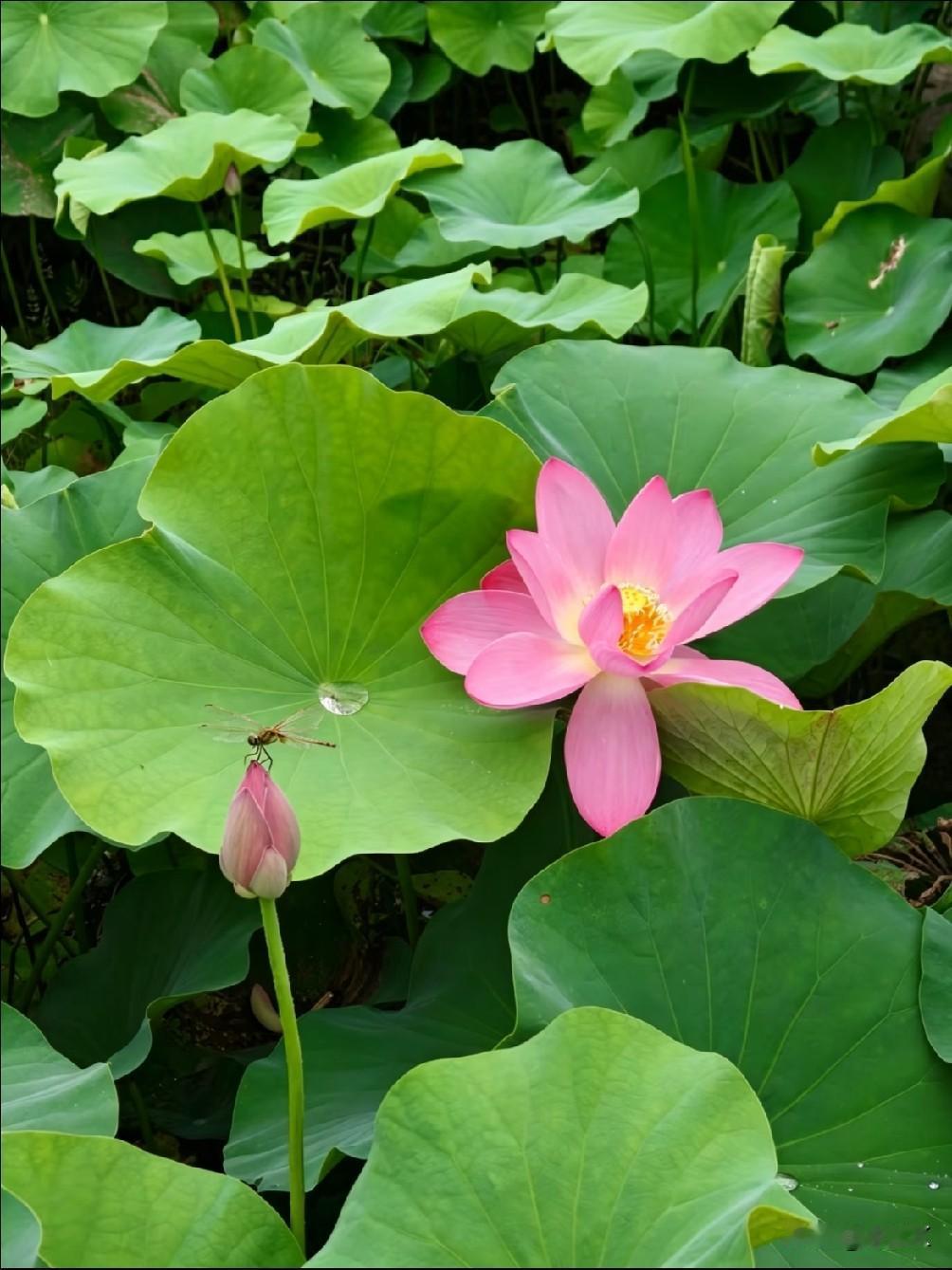 荷花开得那么认真。
我也想学荷花：心平气"荷"地活。
它在烂泥里扎根，在水面上开