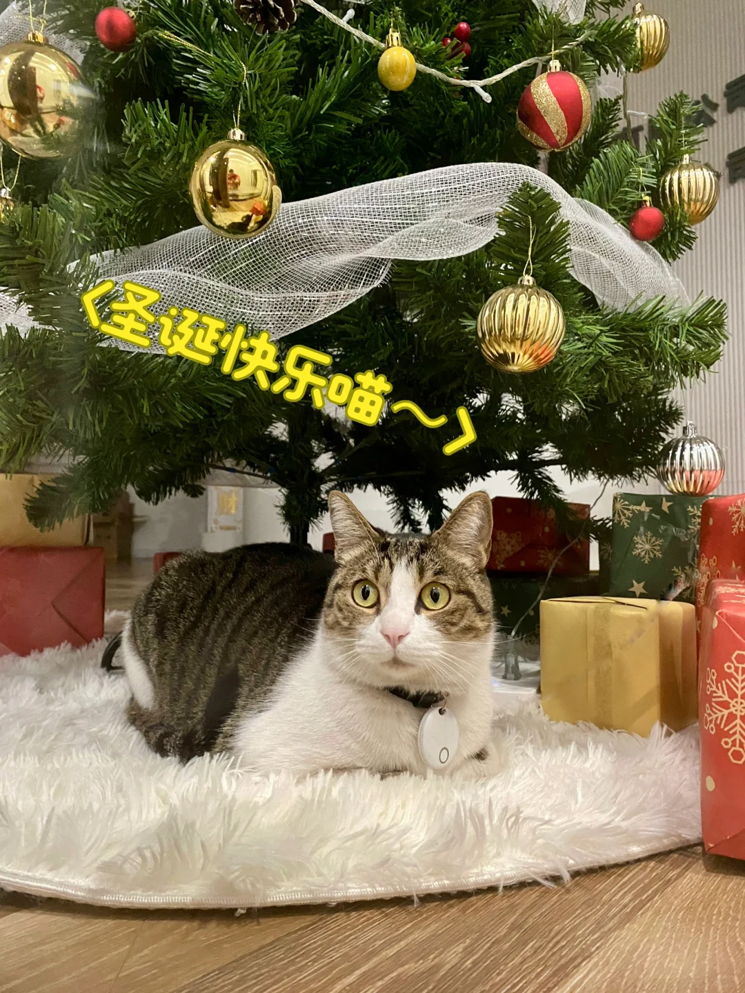 过节啦！正经拍两张(˶‾᷄ ⁻̫ ‾᷅˵)