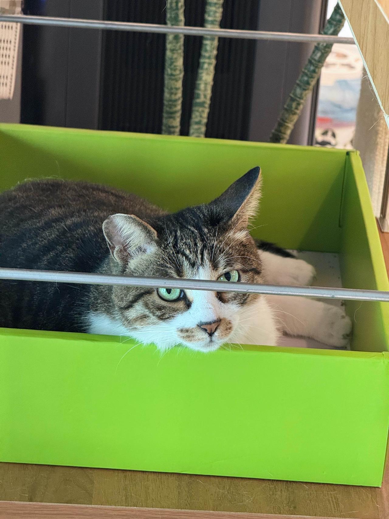 拥有湖水绿大眼睛的碧小姐和花小姐，真好看！