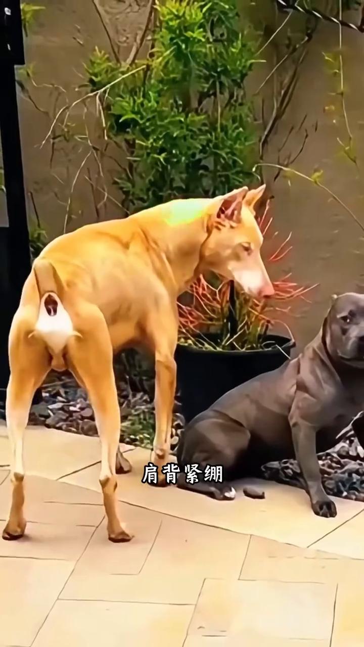 气场碾压社宾。
两只杜宾气势汹汹走向比特犬，现场气氛瞬间紧绷，一只不停对着比特狂