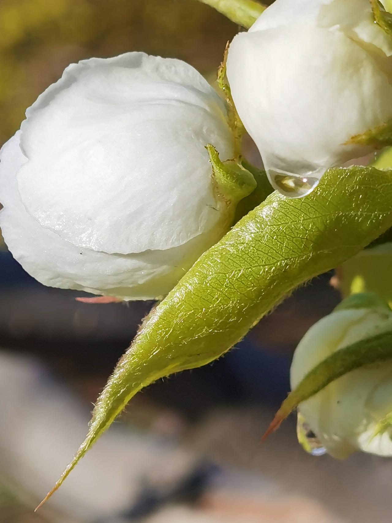 玉容寂寞泪阑干，梨花一枝春带雨。

一场春雨过后，滋润着梨花慢慢绽放。承德迎宾路
