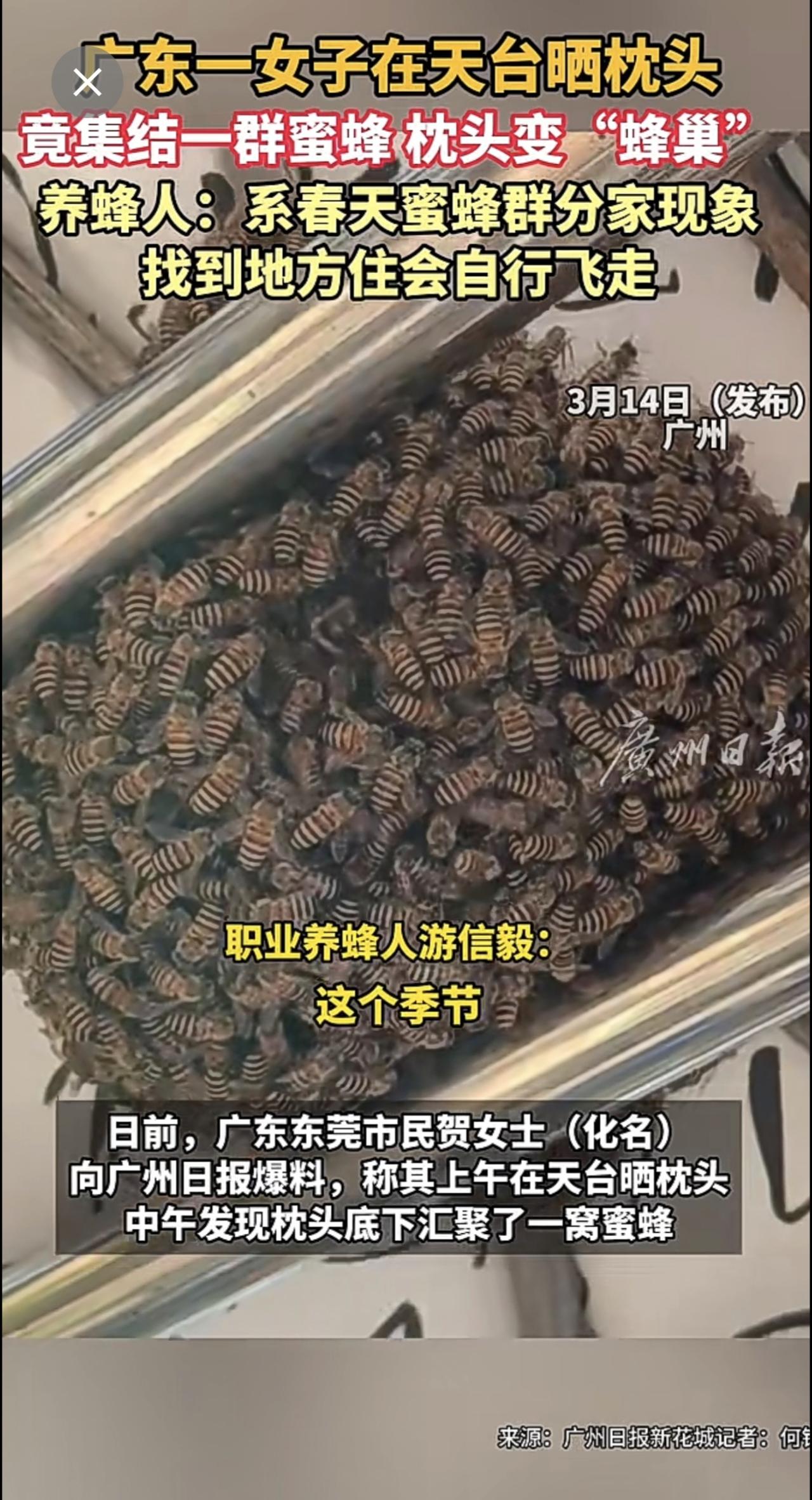广东一女子在天台晒枕头竟集结一群蜜蜂 枕头变“蜂巢” 养蜂人：系春天蜜蜂群分家现