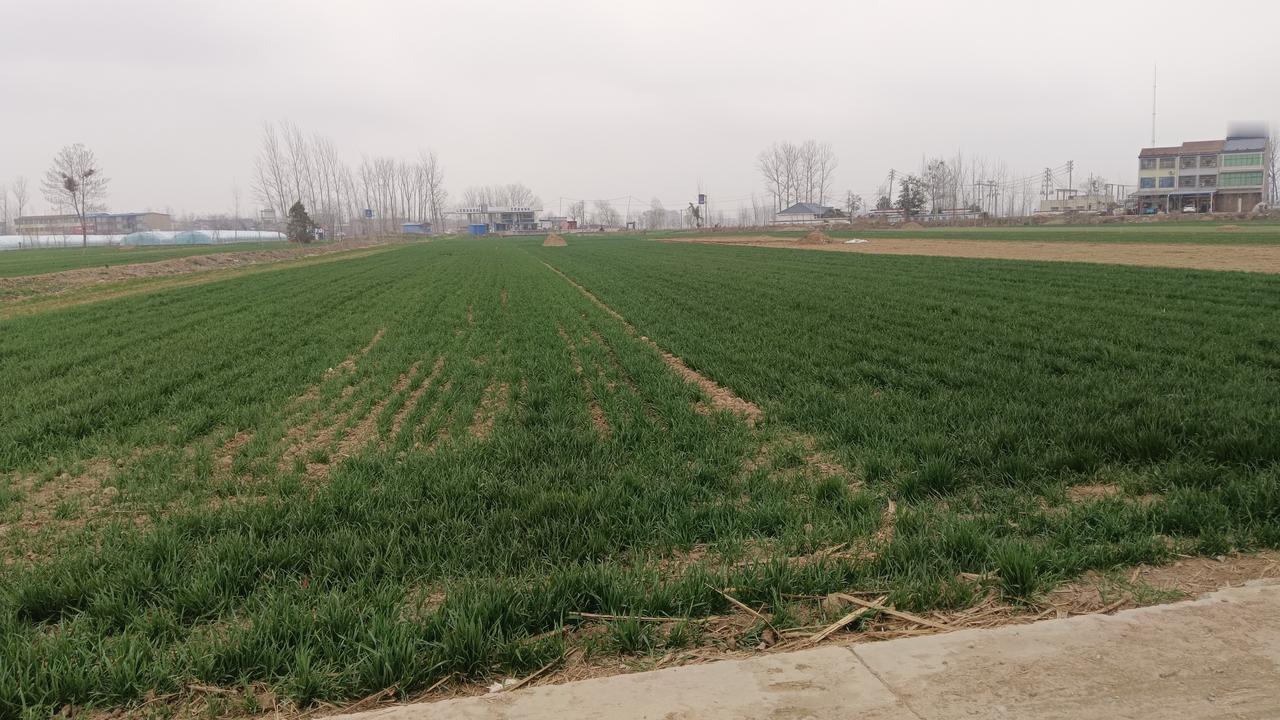 多年种地的老把式告诉我:小麦拔节期有讲究，几件事尽量不要做，否则小麦减产。

第