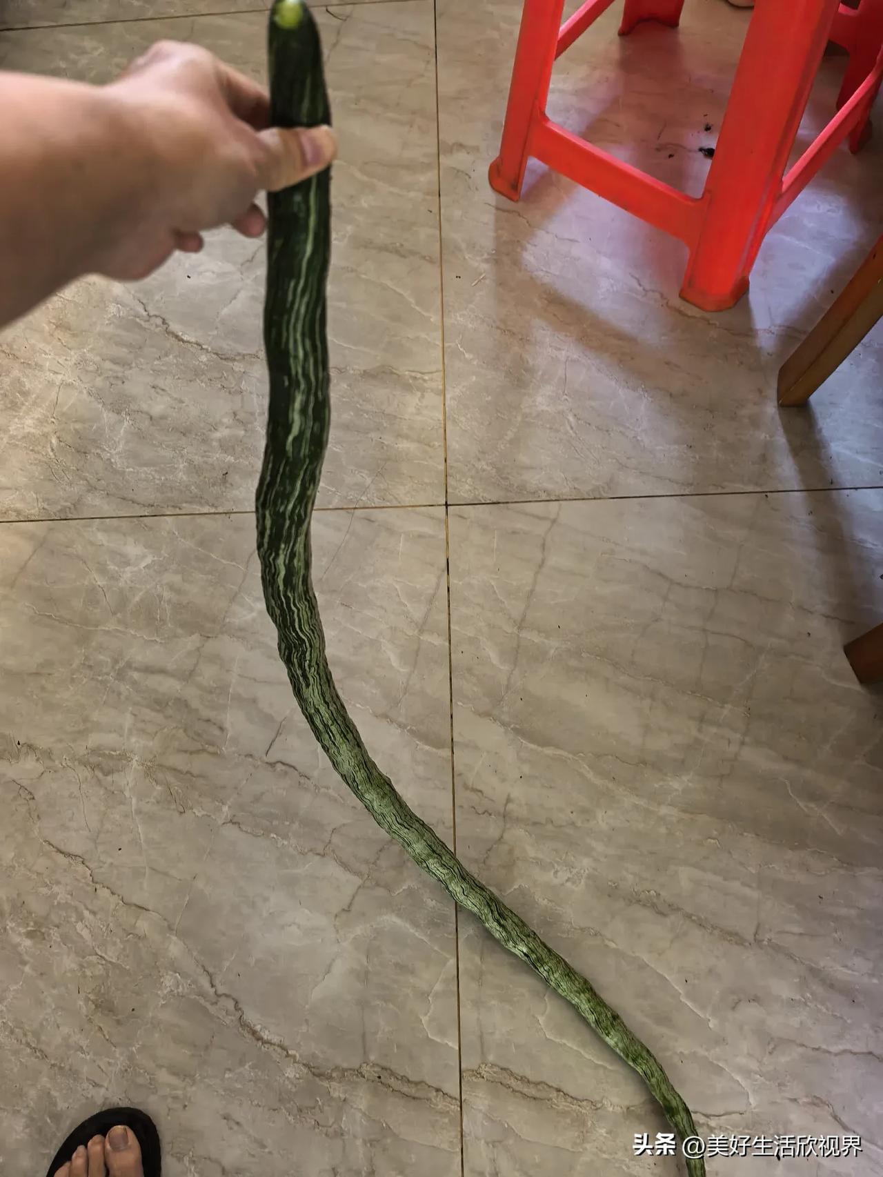 秋日生活打卡季今天来道硬菜，看看怎么样，小青蛇...豆，乍一看能吓人一跳啊，来帮