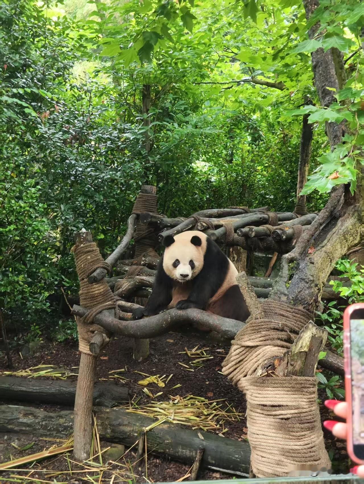 小时候，我以为🐻和🐼是同一个动物，后来才知道熊猫要多两个特别的黑眼圈。好不容