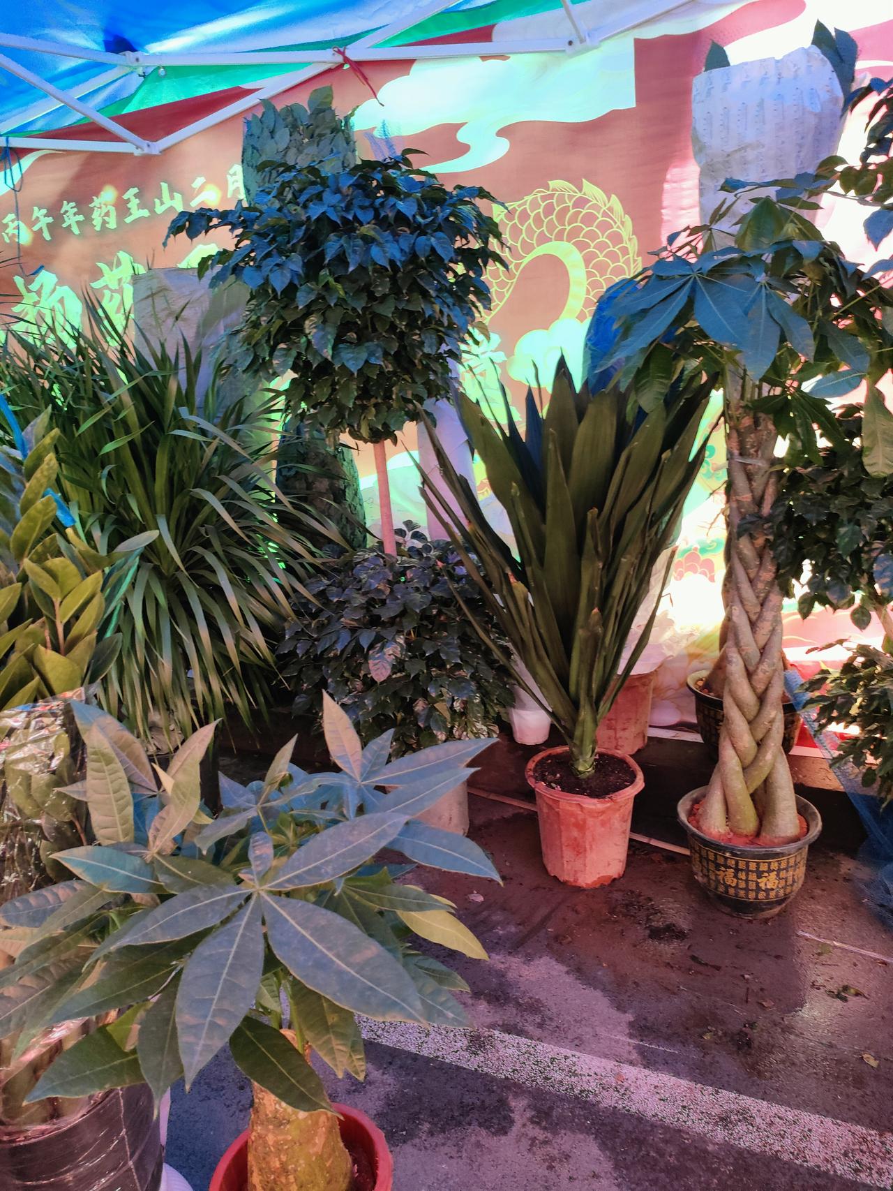 夜色里的绿植摊，灯光把叶子染成温柔的绿，发财树、幸福树、龙舌兰挤在一起，像在悄悄