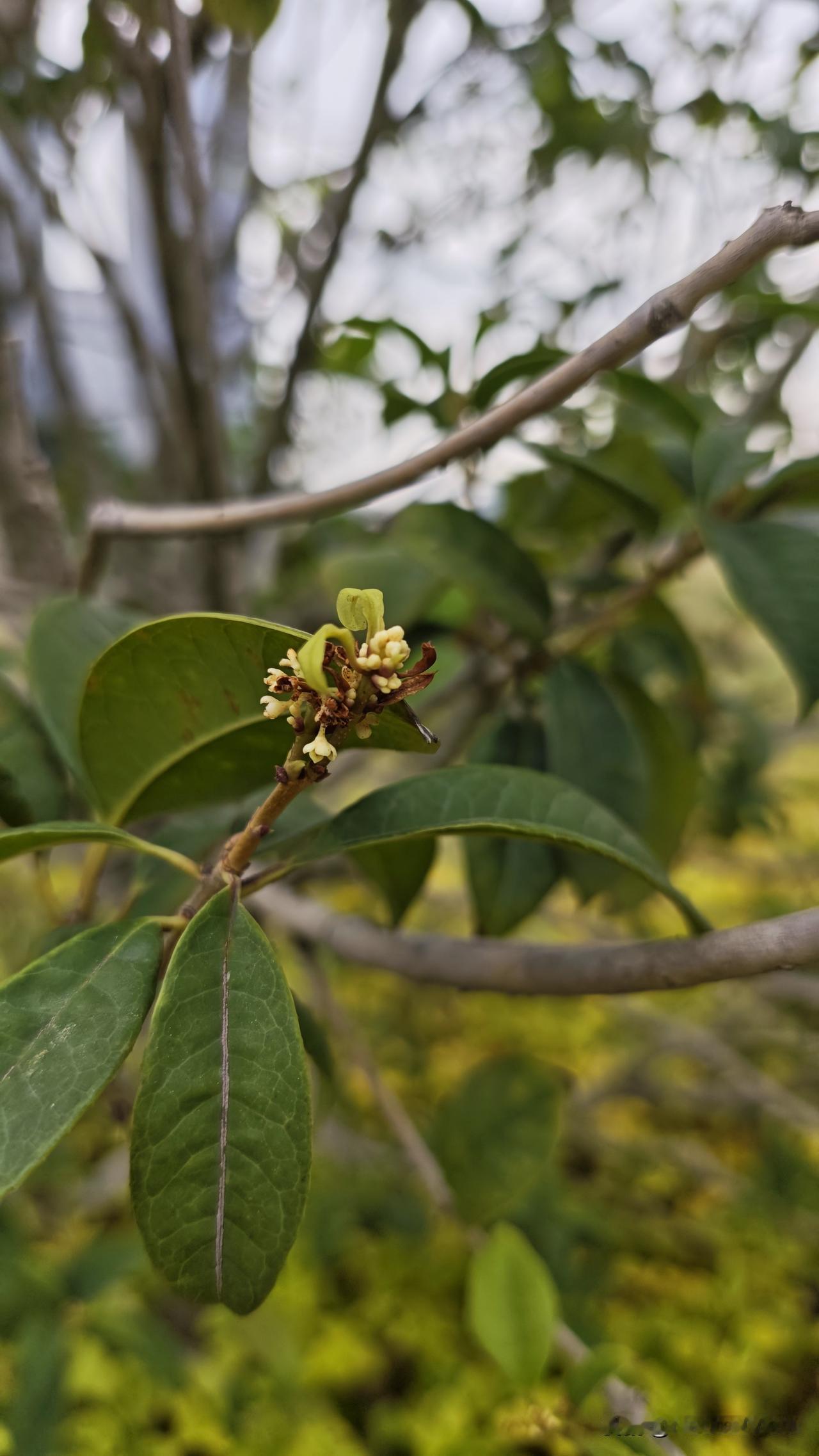有上海喷子理直气壮说我“你有没文化，桂花九月香都不懂”。我记忆中深圳一年四季好像
