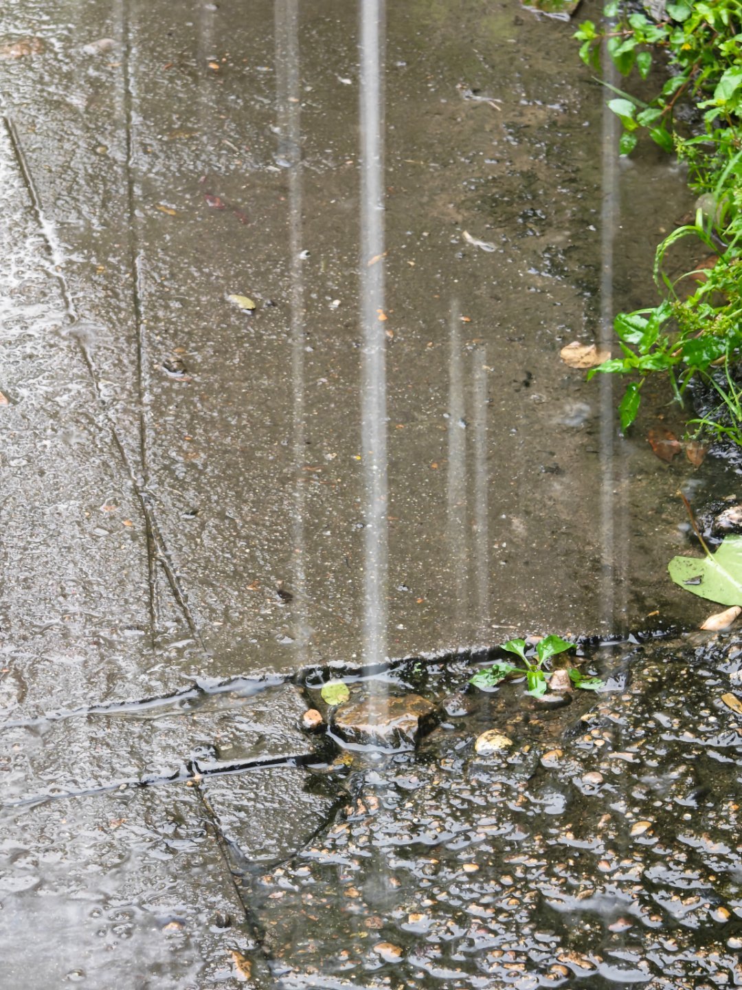 雨下太大了。电动车不好骑了每天早起打卡