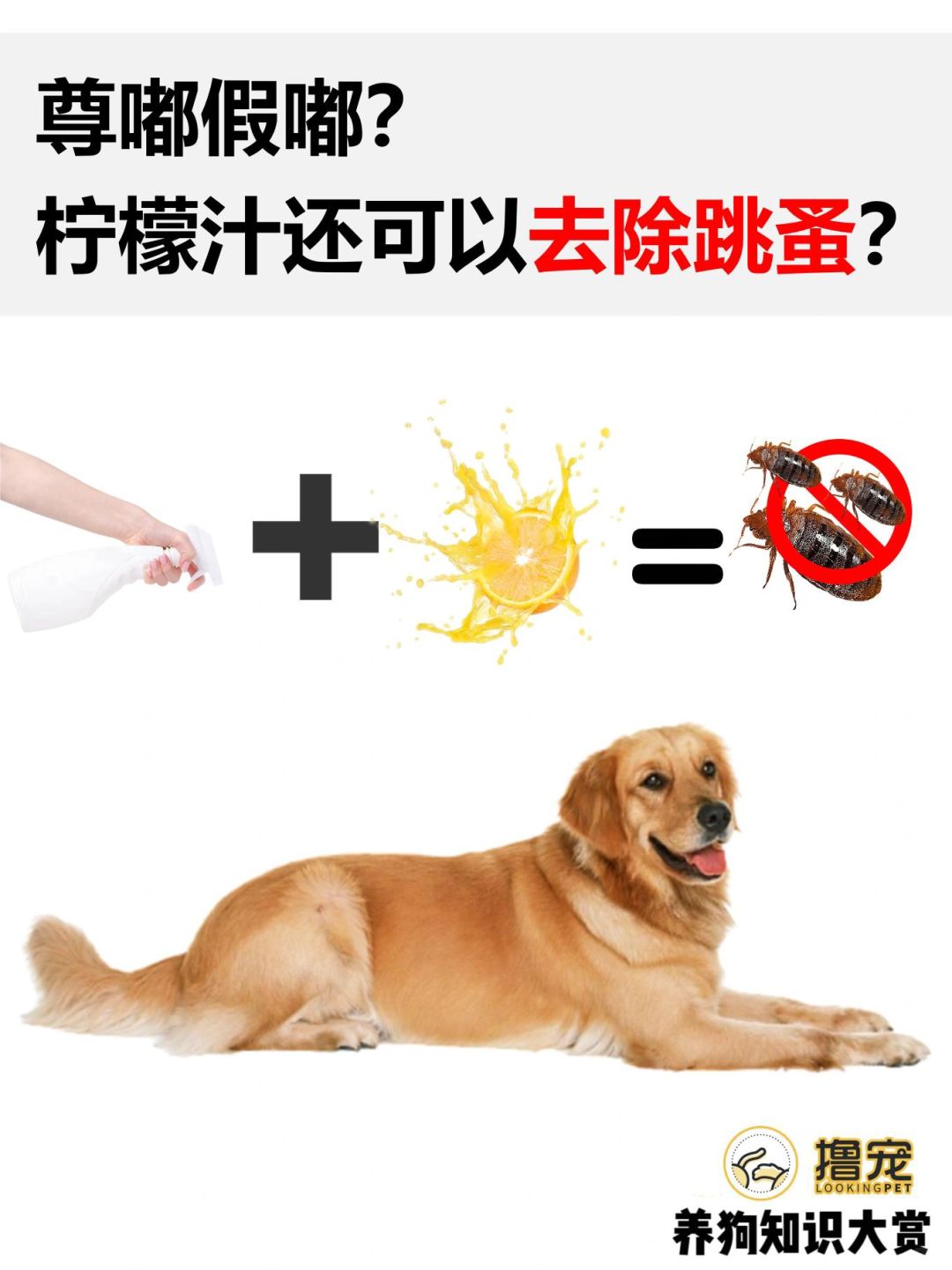 什么❓就靠一杯柠檬汁也能去跳蚤⁉️
