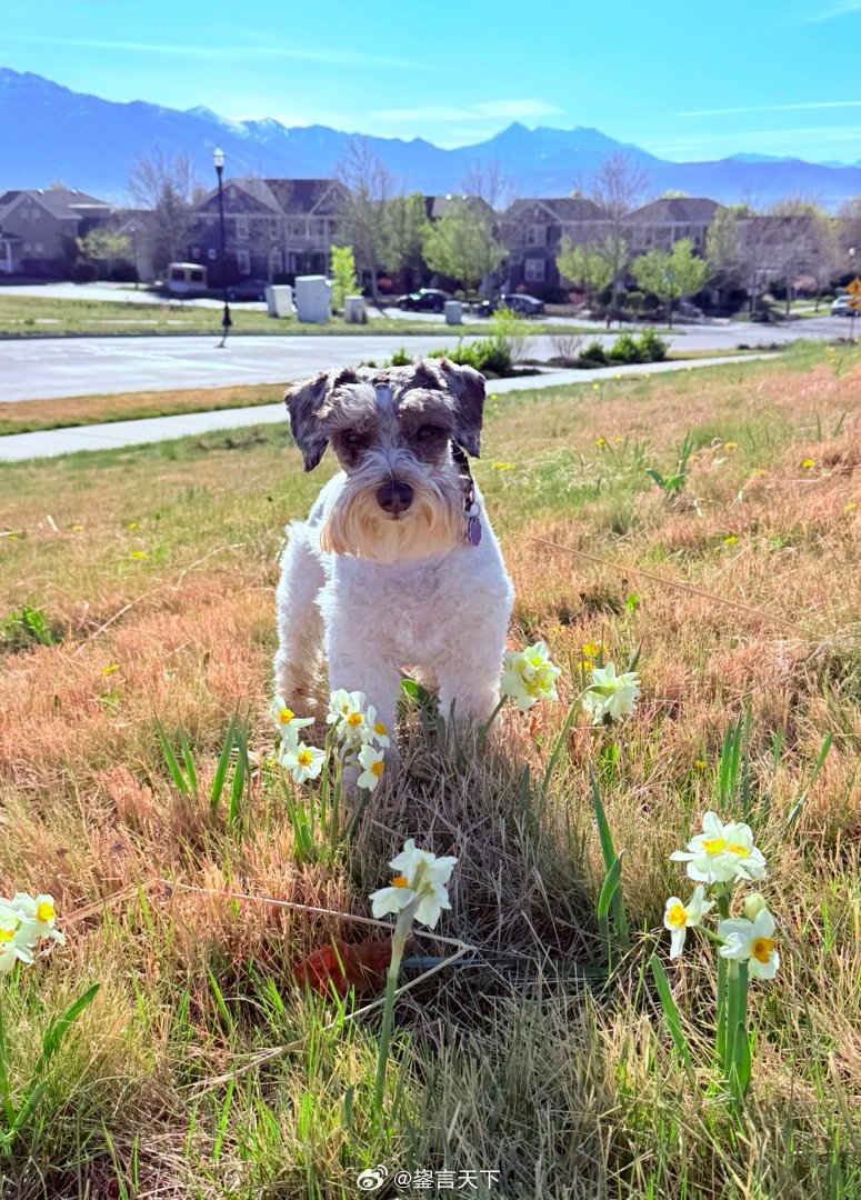 Jiggy stopped to smell the “roses “.  乖妈