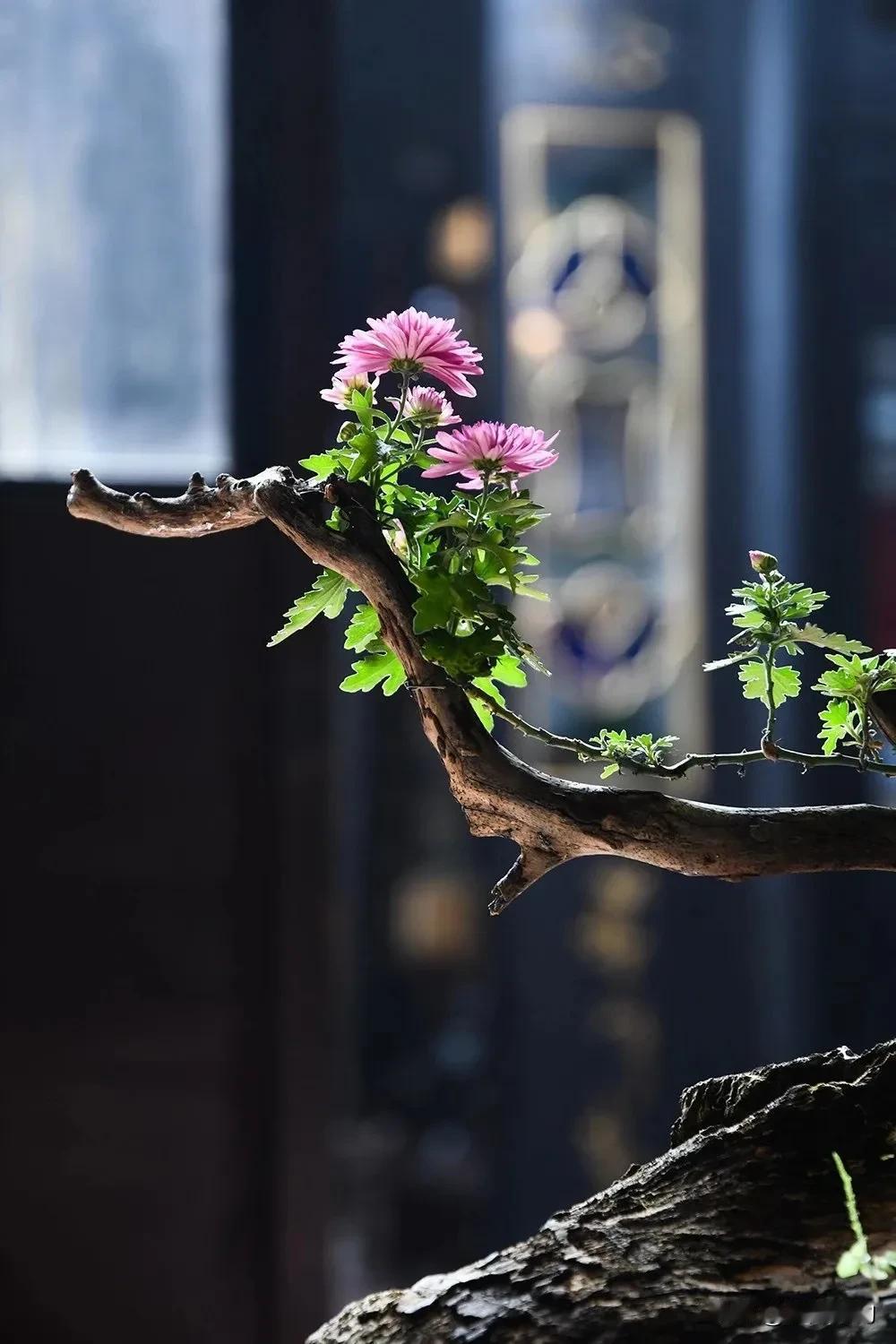 紫花含露香，清风拂面来。人间烟火煮岁月，万物静观皆自得