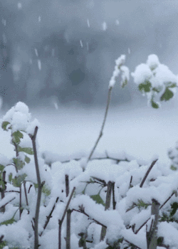 #说出一句带“雪”的诗句#
今朝若是同淋雪，此生也算共白头。
白头若是雪可替，世