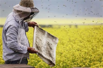 养蜂对农业的正面效应——
咱实打实说养蜂对农业的好处，全是种地种菜能看得见的实惠