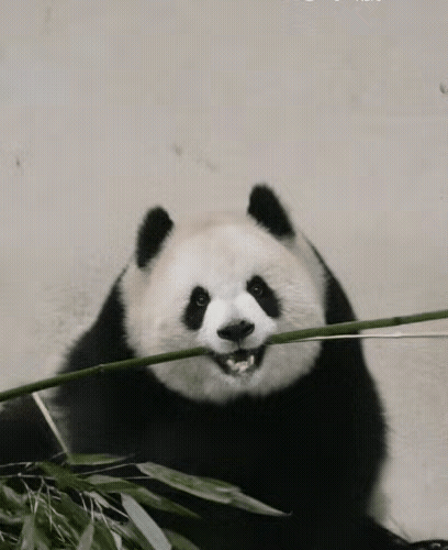 渝爱这是准备仗剑走天涯吗？小爱姐叼着竹子款款向我走来，我的脑海里立即浮现出了侠女