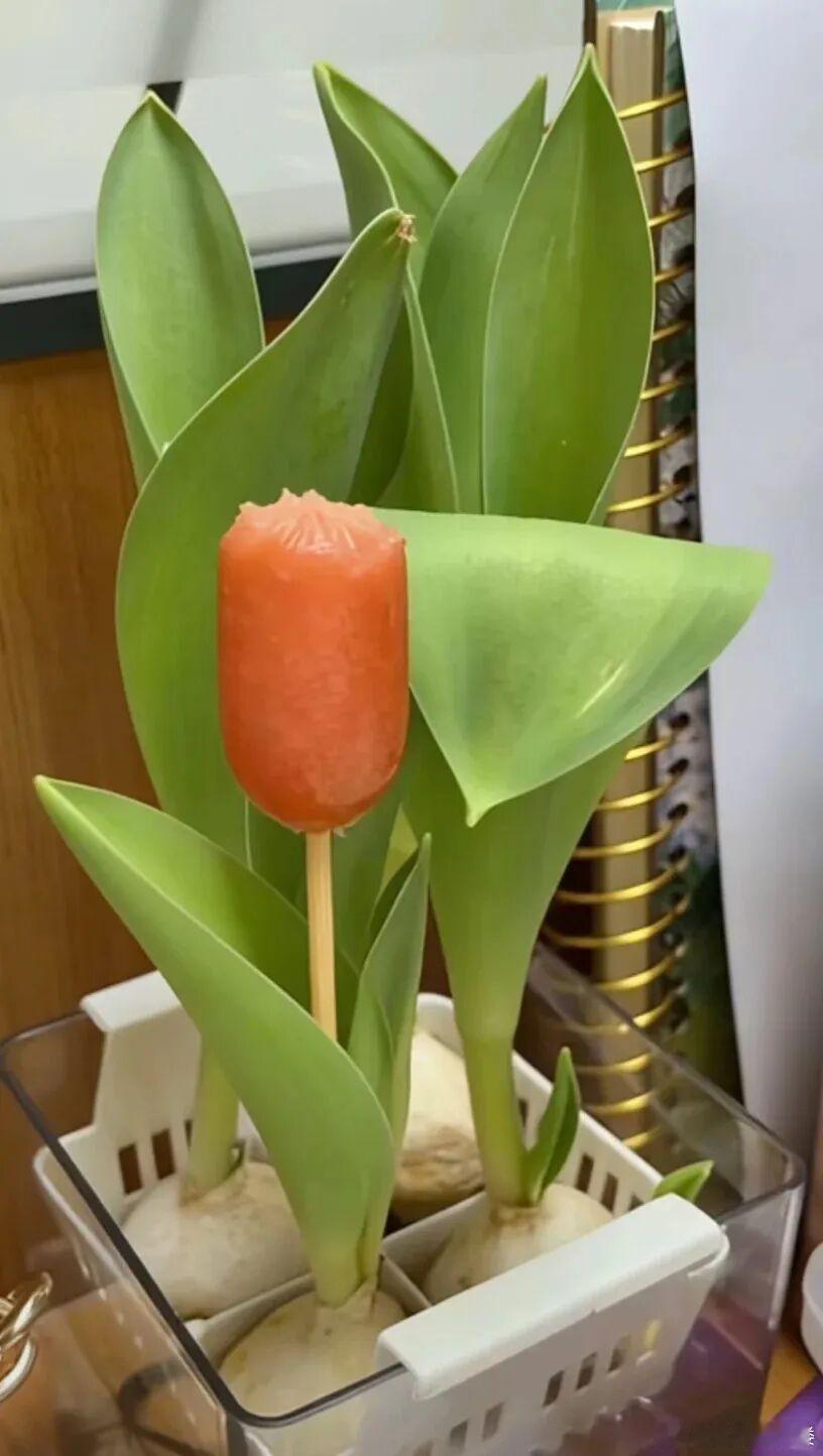 最香的郁金香！ 