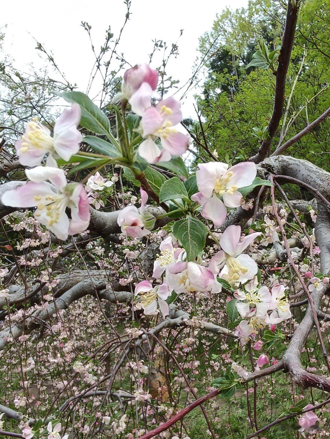 路易莎海棠
路易莎海棠，是海棠家族里备受宠爱的漂亮美少女。
花朵盛开时，花树的形